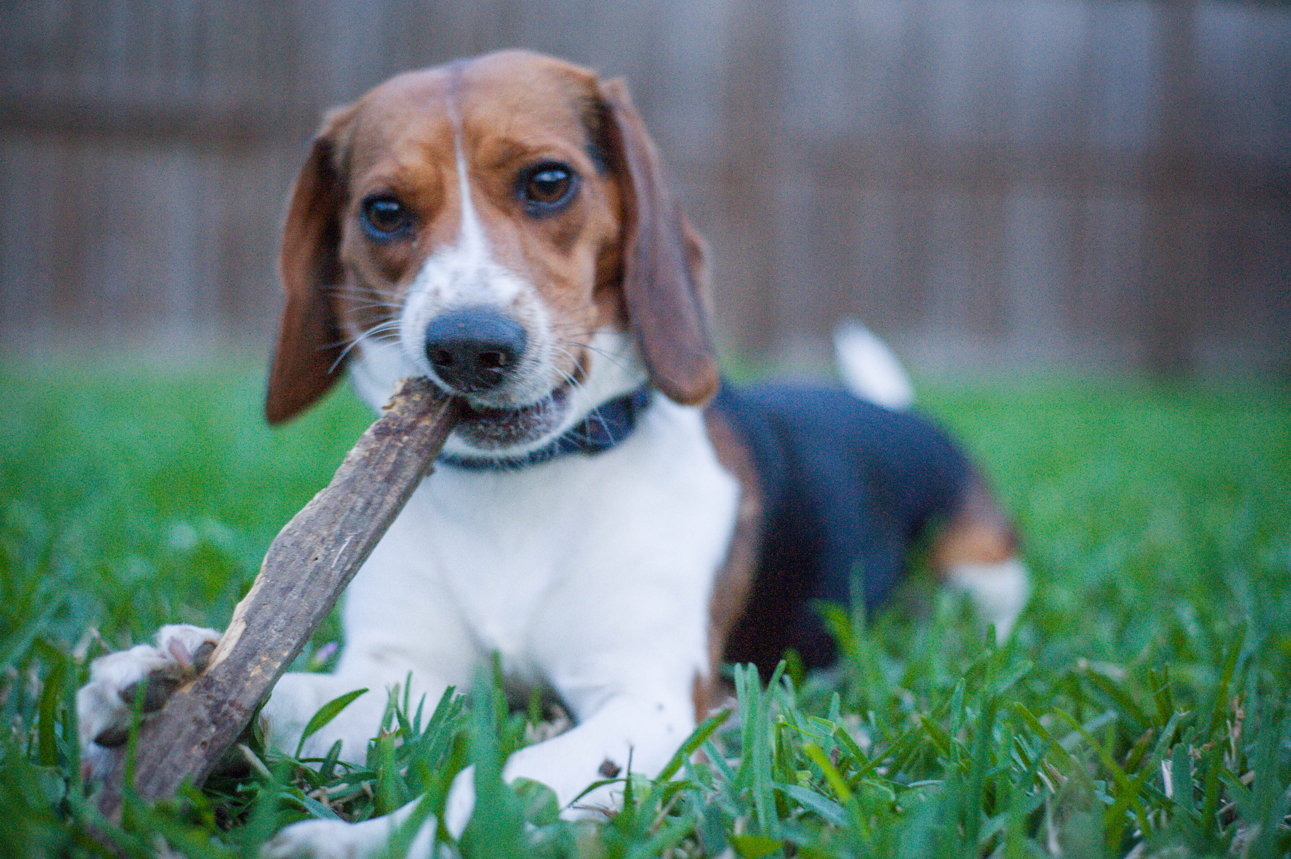 A beagle chasing a ball