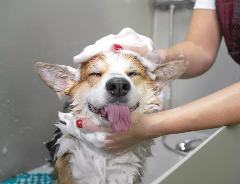 Grooming