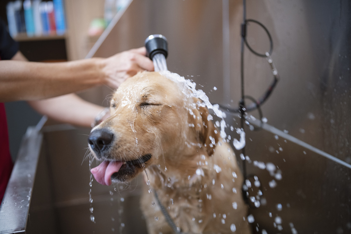 Golden retreiver getting a bath