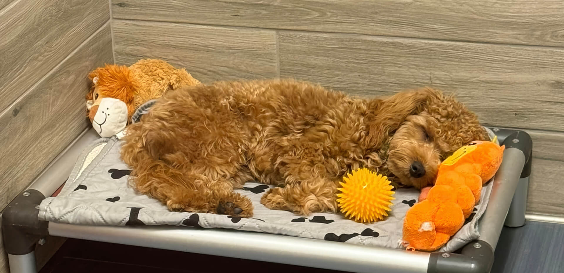 A Golden doodle sleeping