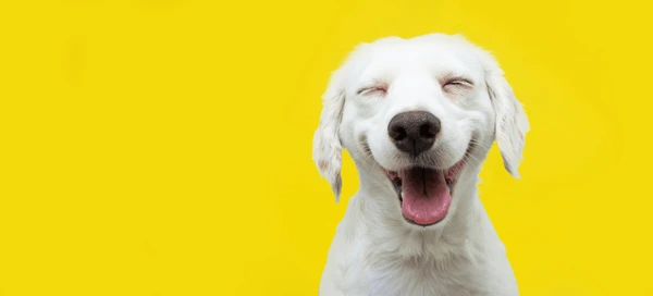 Dog with its mouth open and eyes closed